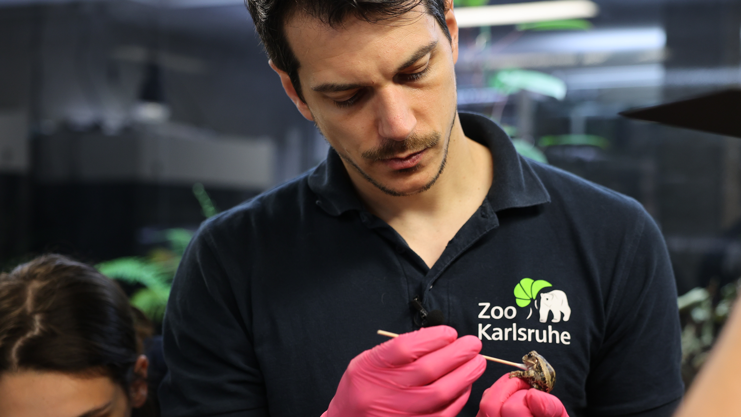 Tierarzt Lukas Reese überzeugt sich vom guten Zustand der Tiere. Direkt im Anschluss werden Hautabstriche genommen, wie hier beim mitgereisten Loja-Beutelfrosch, und Kotproben zur Analyse gegeben. | Timo Deible, Zoo Karlsruhe