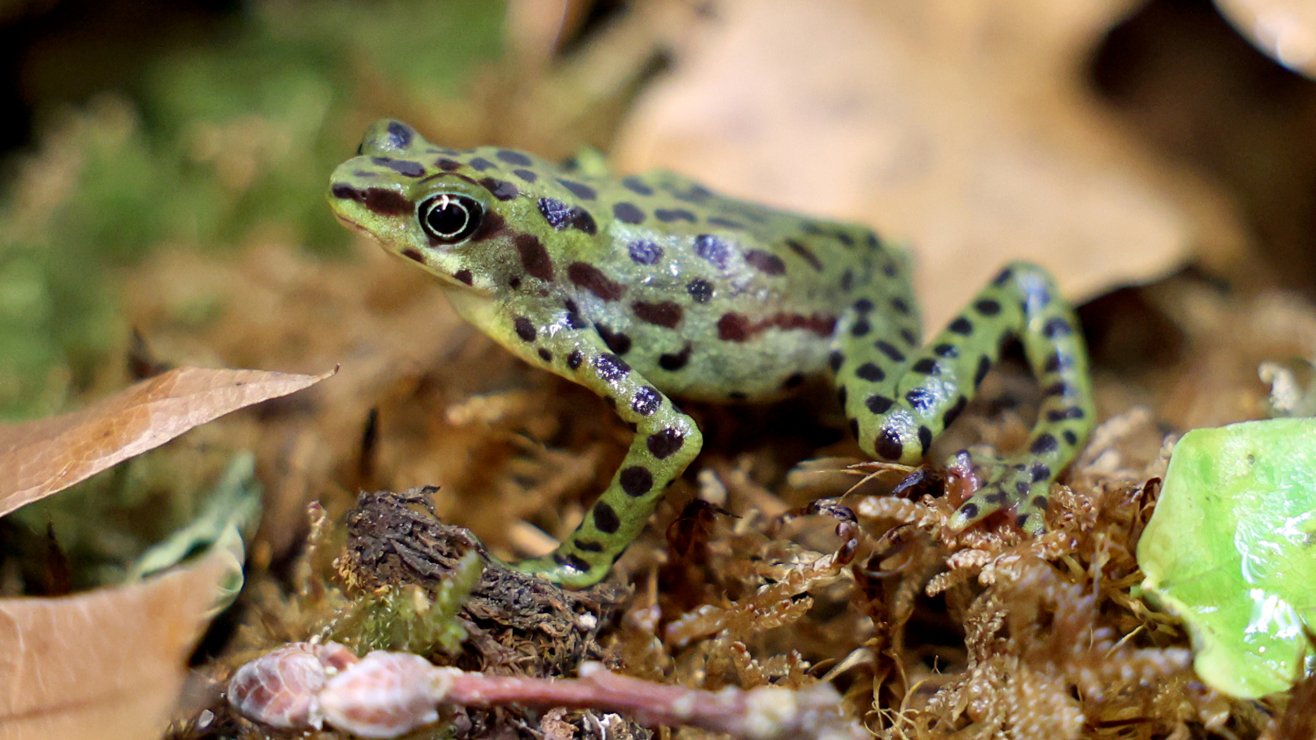 Atelopus balios im Quarantäneterrarium. Nach einigen Wochen unter genauer Beobachtung des Teams vom Zoo Karlsruhe werden die Tiere an weitere Teilnehmende von Citizen Conservation verteilt. | Timo Deible, Zoo Karlsruhe