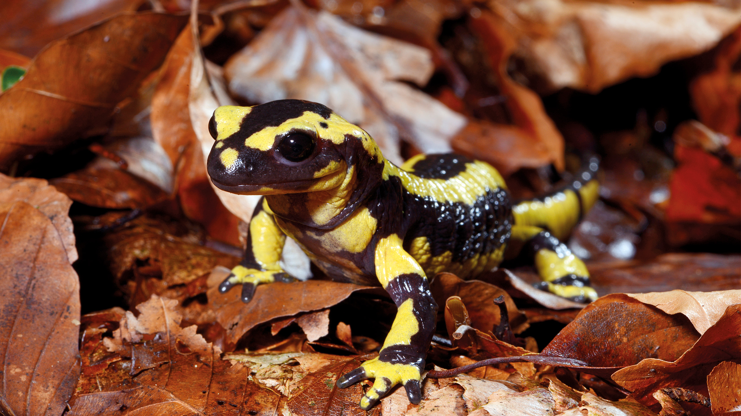 Salamandra salamandra | Benny Trapp