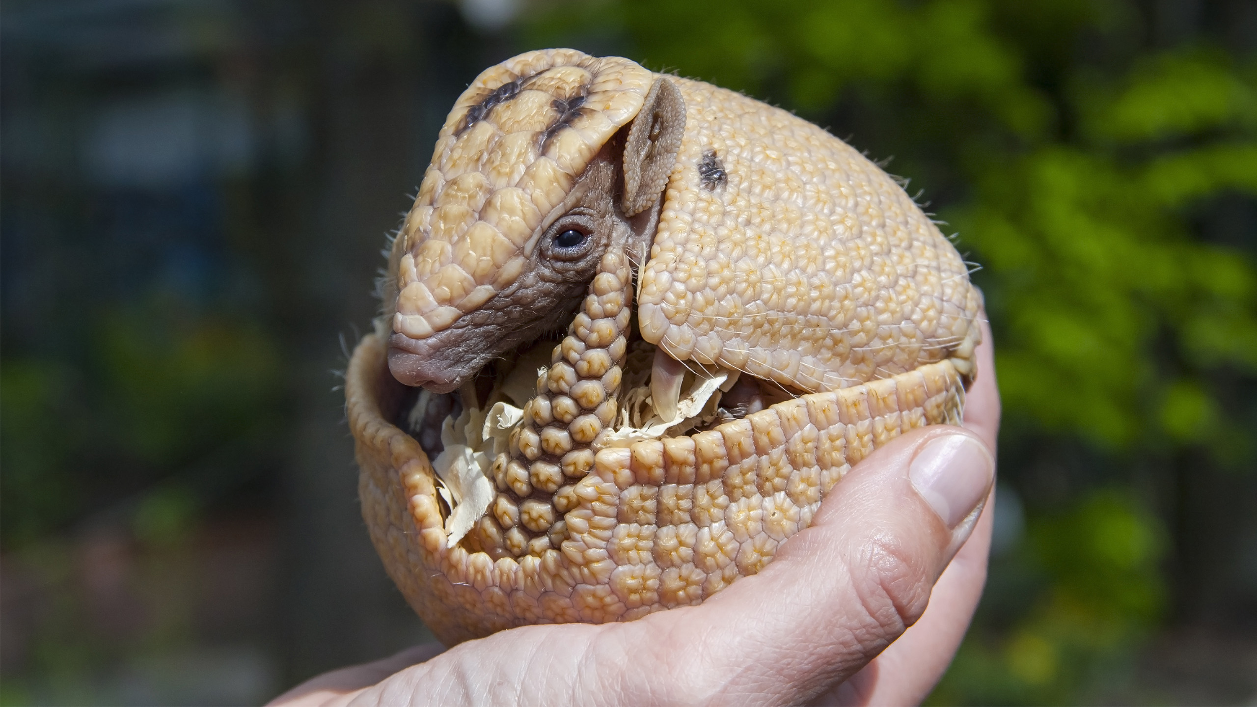 Tolypeutes matacus | belizar, Shutterstock