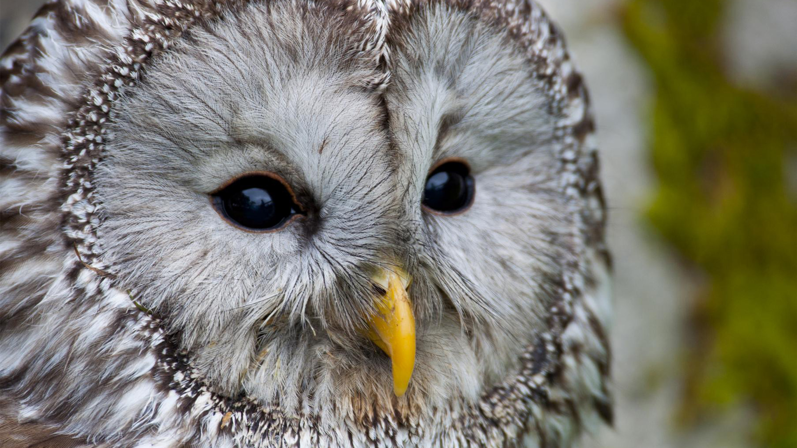 Strix uralensis | Jens Freitag, CC BY-SA 4.0, via Wikimedia Commons