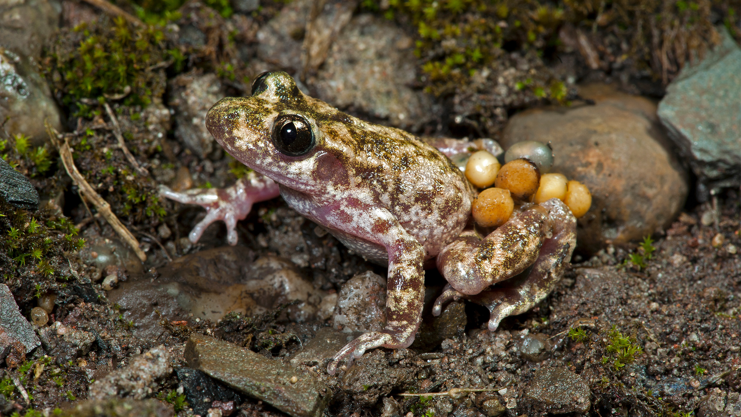 Alytes muletensis | Benny Trapp